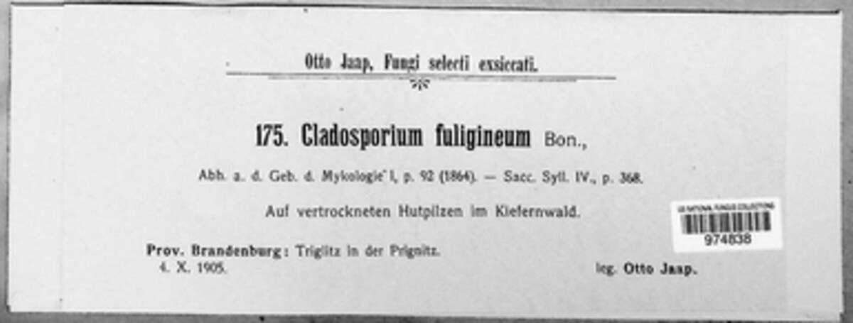 Cladosporium fuligineum image